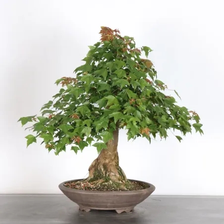 Bonsai Maple Burger AB-4-5