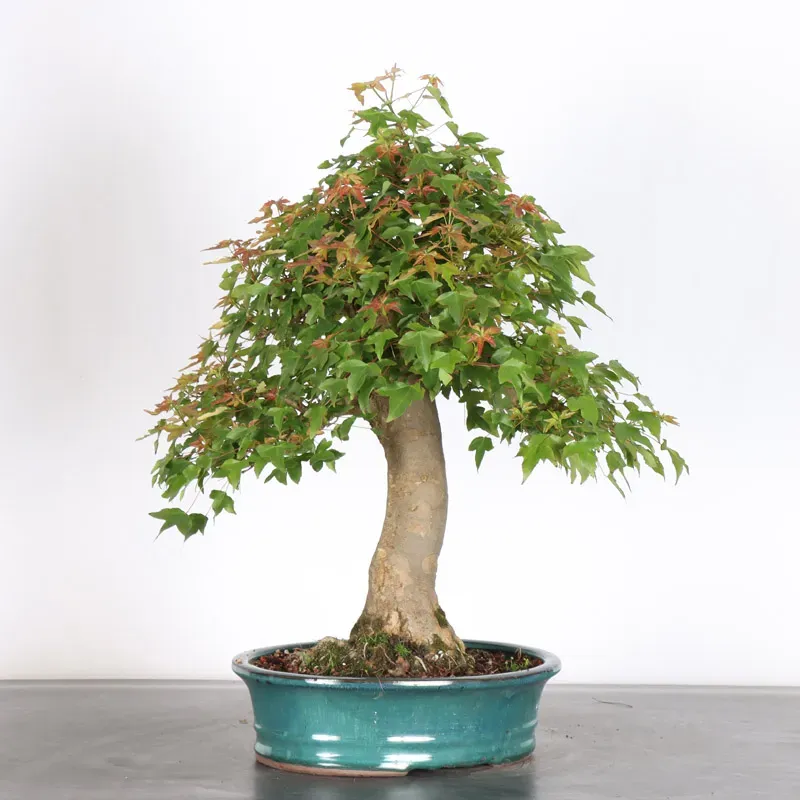 image supplémentaire - Érable "ACER BUERGERIANUM" 4-4