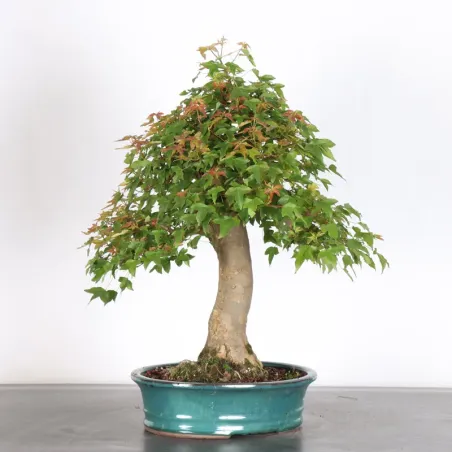image supplémentaire - Érable "ACER BUERGERIANUM" 4-4