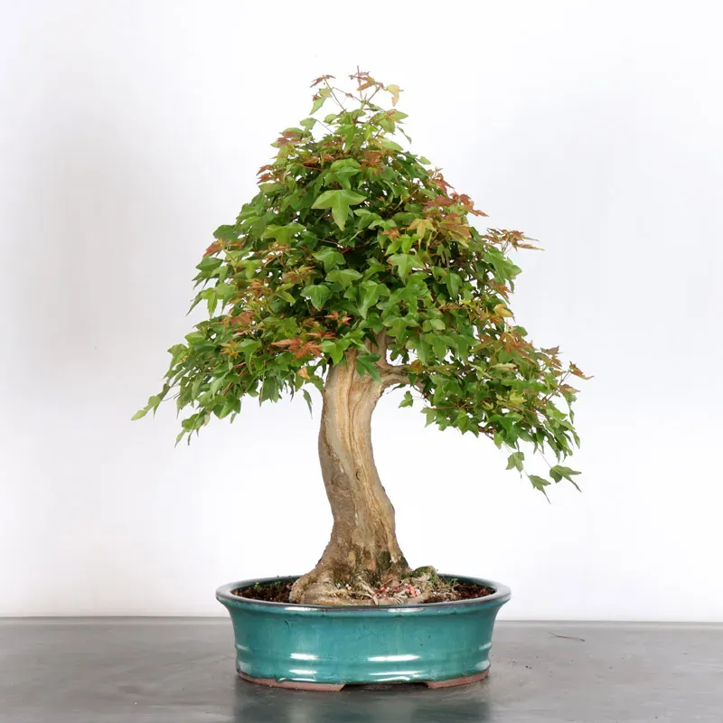 Bonsai Erable Burger AB-4-4