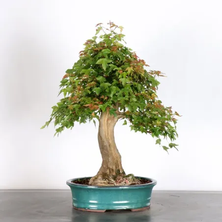 Bonsai Maple Burger AB-4-4