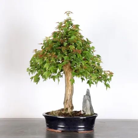 Bonsai Maple Burger AB-3-6