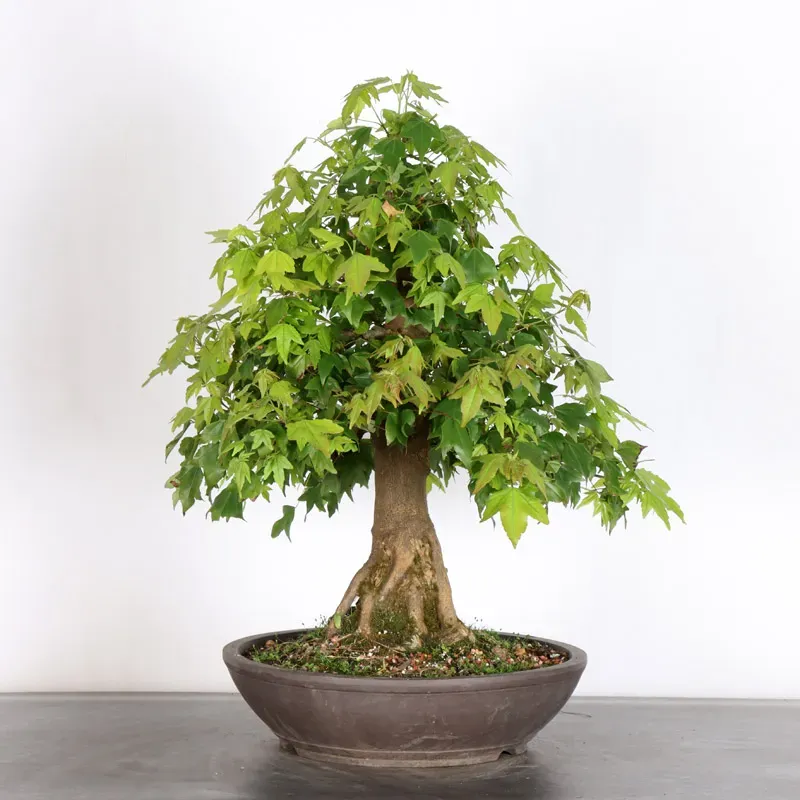 image supplémentaire - Érable "ACER BUERGERIANUM"...