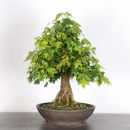 image supplémentaire - Érable "ACER BUERGERIANUM"...