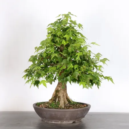 Bonsai Maple Burger AB-3-11