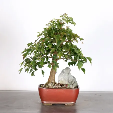 Maple "ACER BUERGERIANUM" 2-10