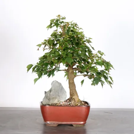 image supplémentaire - Maple "ACER BUERGERIANUM" 2-10