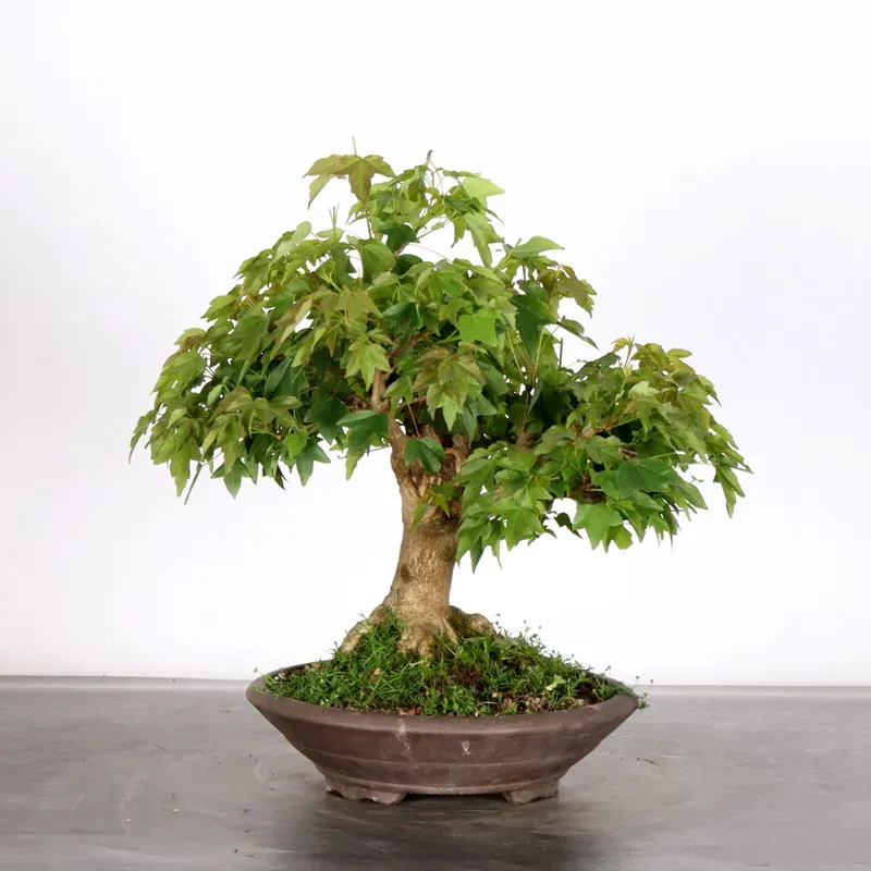 image supplémentaire - Érable "ACER BUERGERIANUM" 1-7