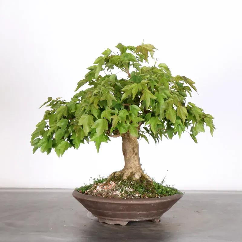 Bonsai Maple Burger AB-1-7