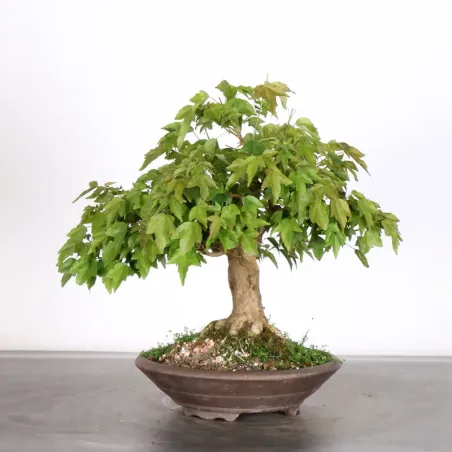 Bonsai Maple Burger AB-1-7