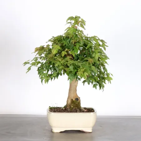 Bonsai Maple Burger AB-2-15