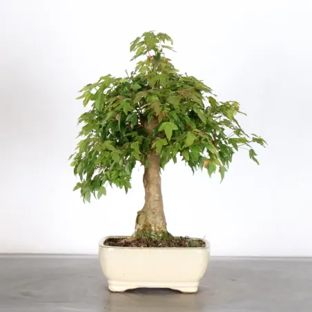 image supplémentaire - MAPLE "ACER BUERGERIANUM" 2-15