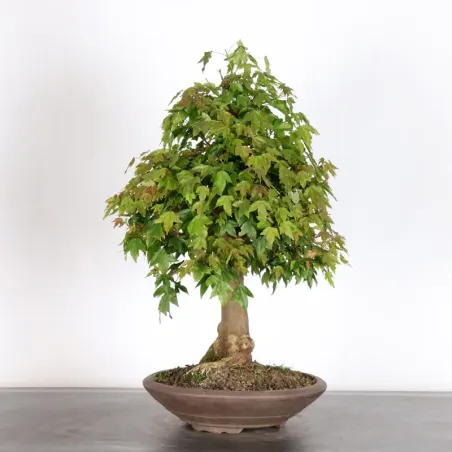 image supplémentaire - MAPLE "ACER BUERGERIANUM" 3-13