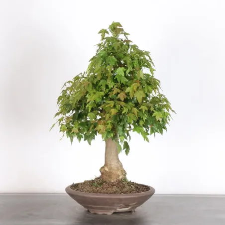 Bonsai Erable Burger AB-3-17