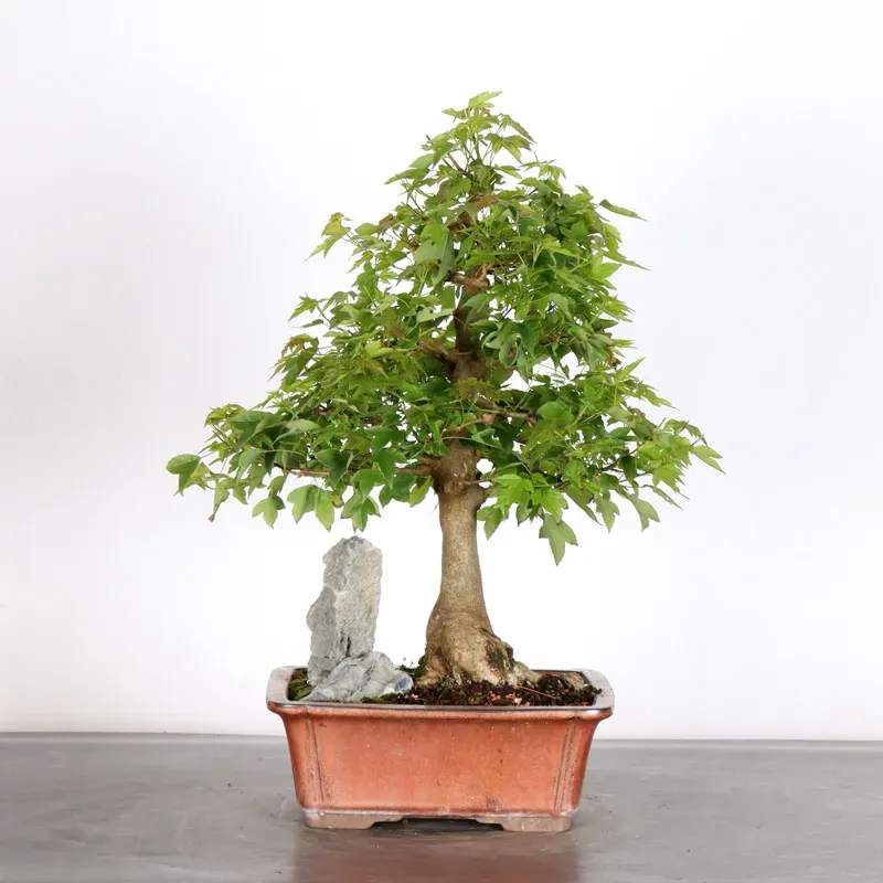 Bonsai Erable Burger AB-2-21