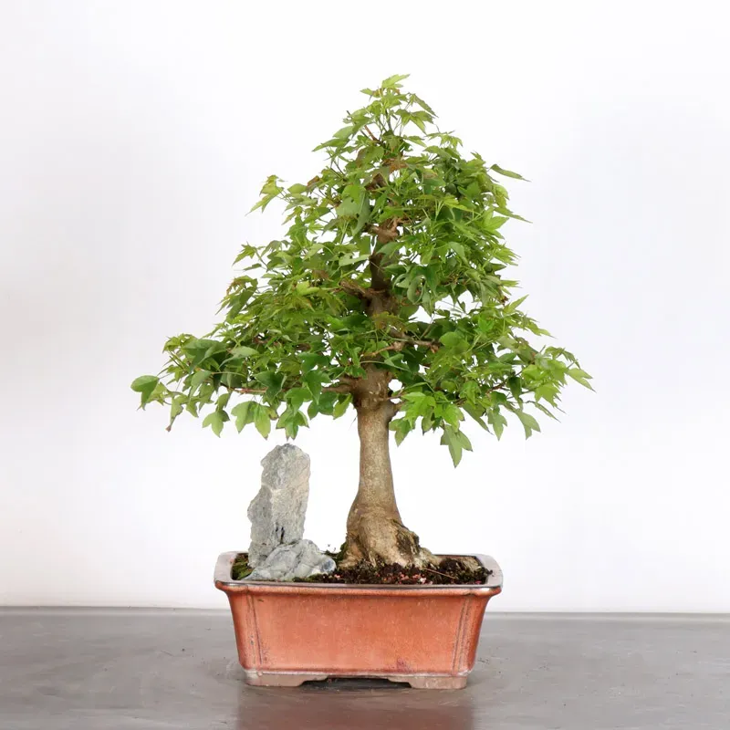 image supplémentaire - Érable "ACER BUERGERIANUM"...