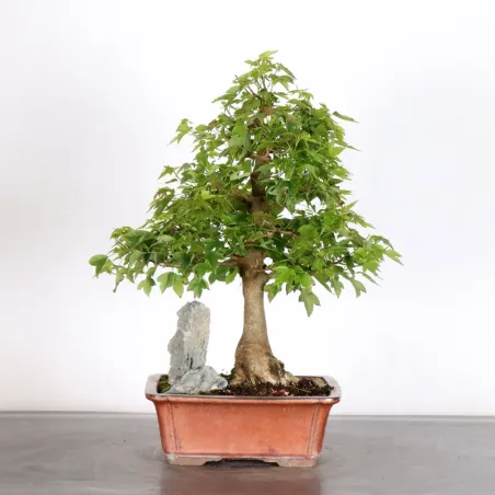 image supplémentaire - Érable "ACER BUERGERIANUM"...