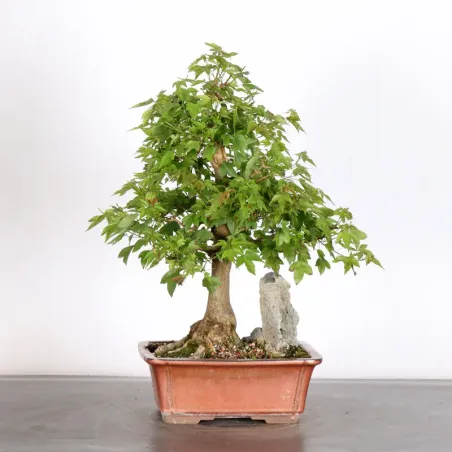 image supplémentaire - MAPLE "ACER BUERGERIANUM" 2-21