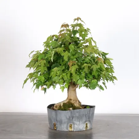 Maple "acer buergerianum" 4-11