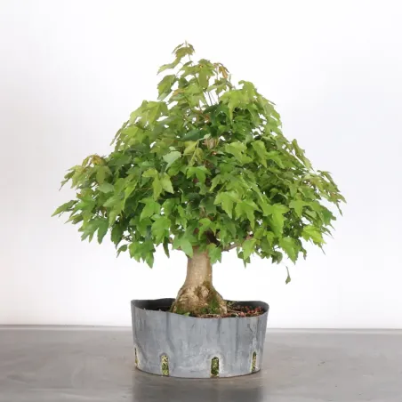 image supplémentaire - Maple "acer buergerianum" 4-11