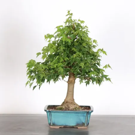 Bonsai Erable Burger AB-2-9