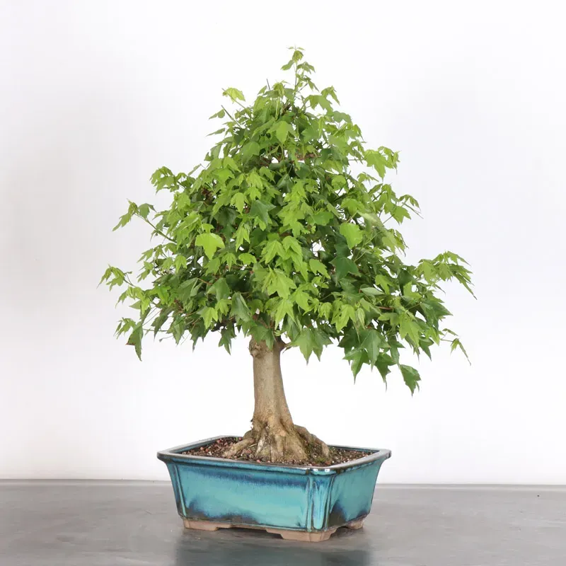 image supplémentaire - Érable "ACER BUERGERIANUM"...