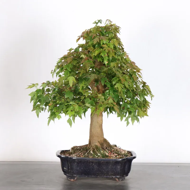 image supplémentaire - Érable "ACER BUERGERIANUM" 3-5