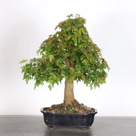 image supplémentaire - Érable "ACER BUERGERIANUM" 3-5