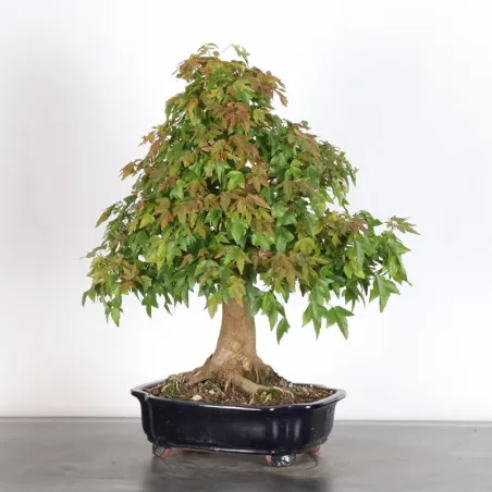 Bonsai Maple Burger AB-3-5