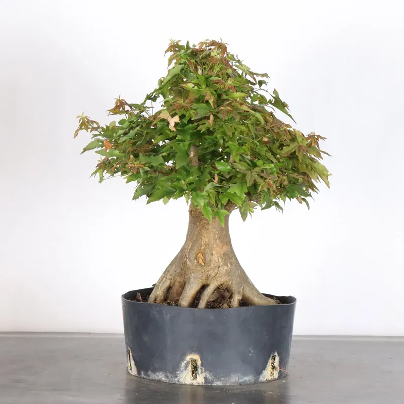 image supplémentaire - érable "acer buergérianum"...