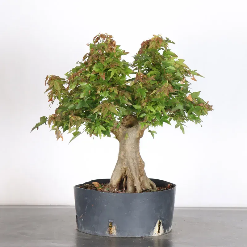 érable "acer buergérianum" 3-24