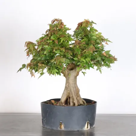 maple "acer buergerianum" 3-24