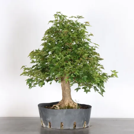image supplémentaire - ERABLE "ACER BUERGERIANUM" 3-2