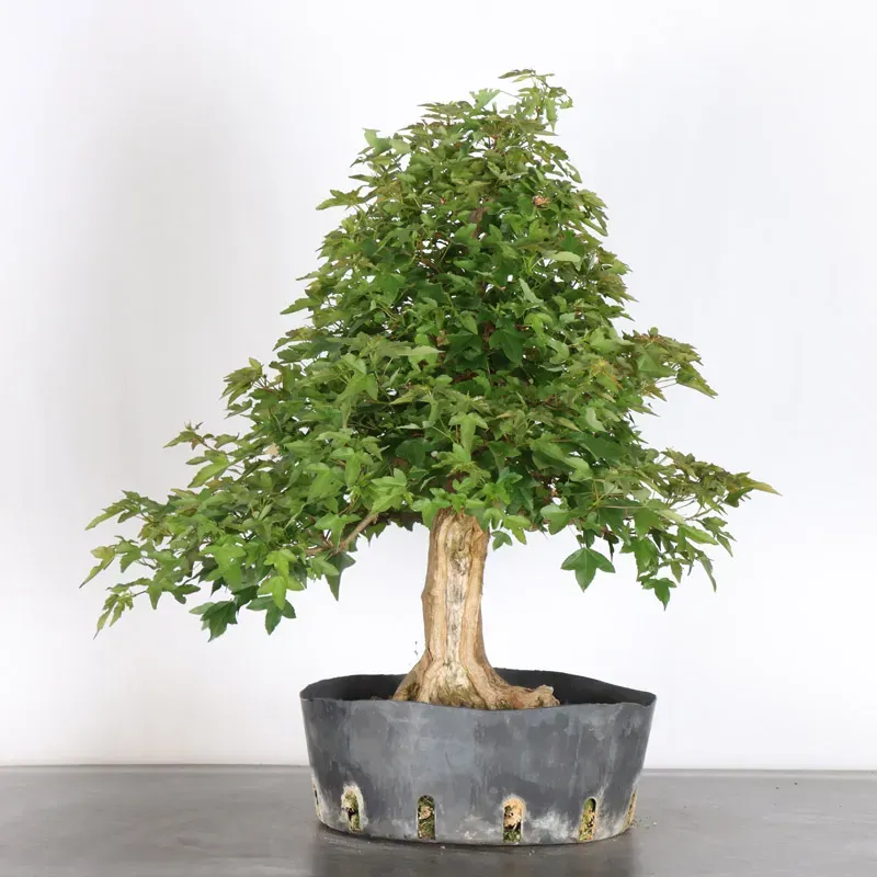 Bonsai Maple Burger AB-3-2