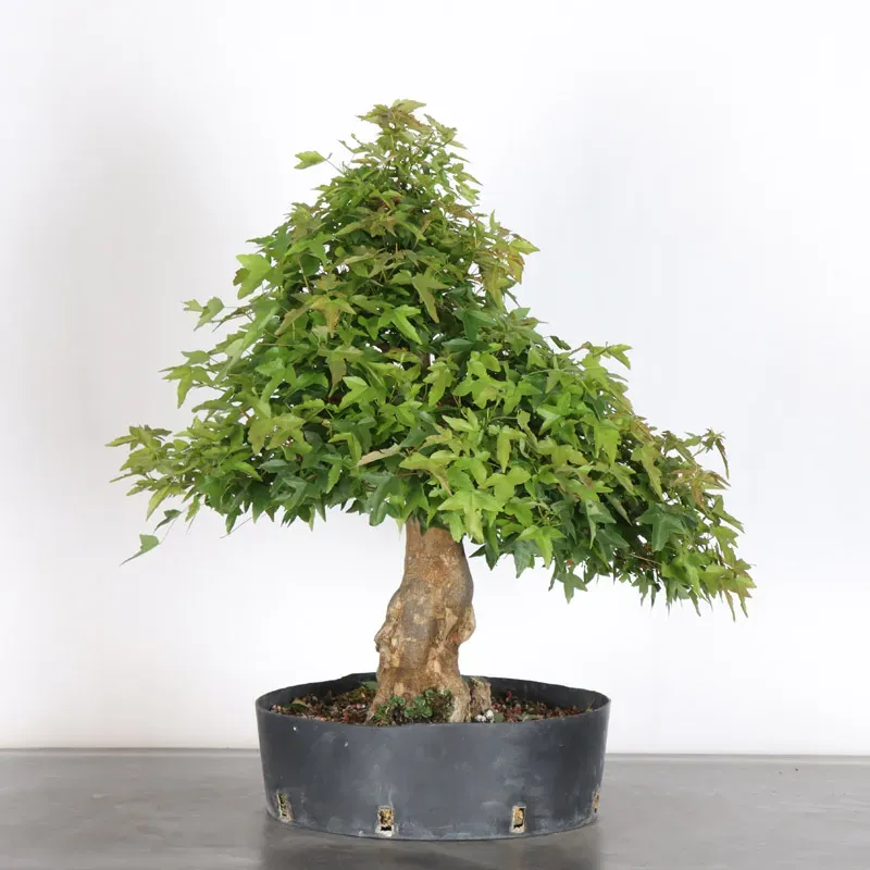 image supplémentaire - érable "acer buergérianum"...