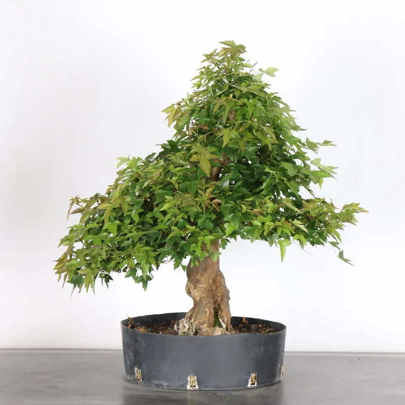 érable "acer buergérianum" 3-21