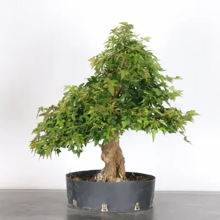 érable "acer buergérianum" 3-21