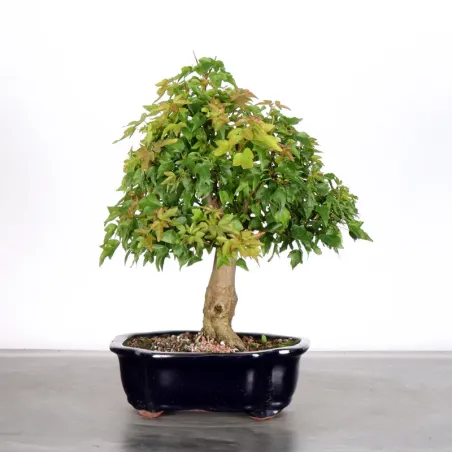 Maple "ACER BUERGERIANUM" 1-3