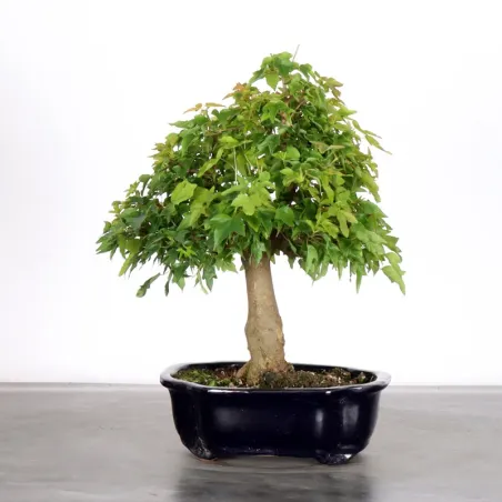 image supplémentaire - Maple "ACER BUERGERIANUM" 1-3