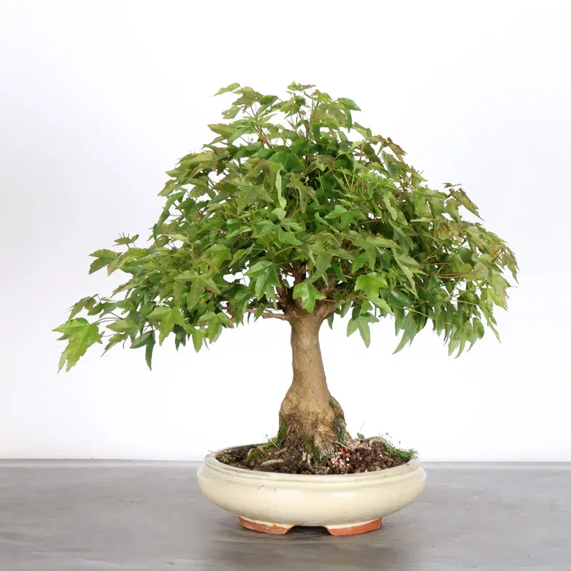 Érable "ACER BUERGERIANUM" 1-21