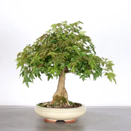 image supplémentaire - Maple "ACER BUERGERIANUM" 1-21
