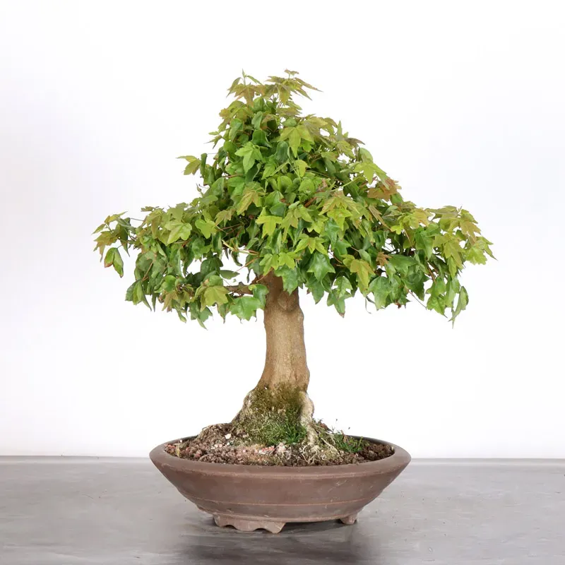 image supplémentaire - Érable "ACER BUERGERIANUM"...