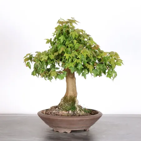 image supplémentaire - MAPLE "ACER BUERGERIANUM" 2-12