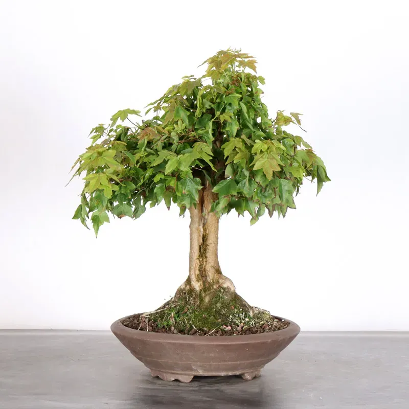 MAPLE "ACER BUERGERIANUM" 2-12