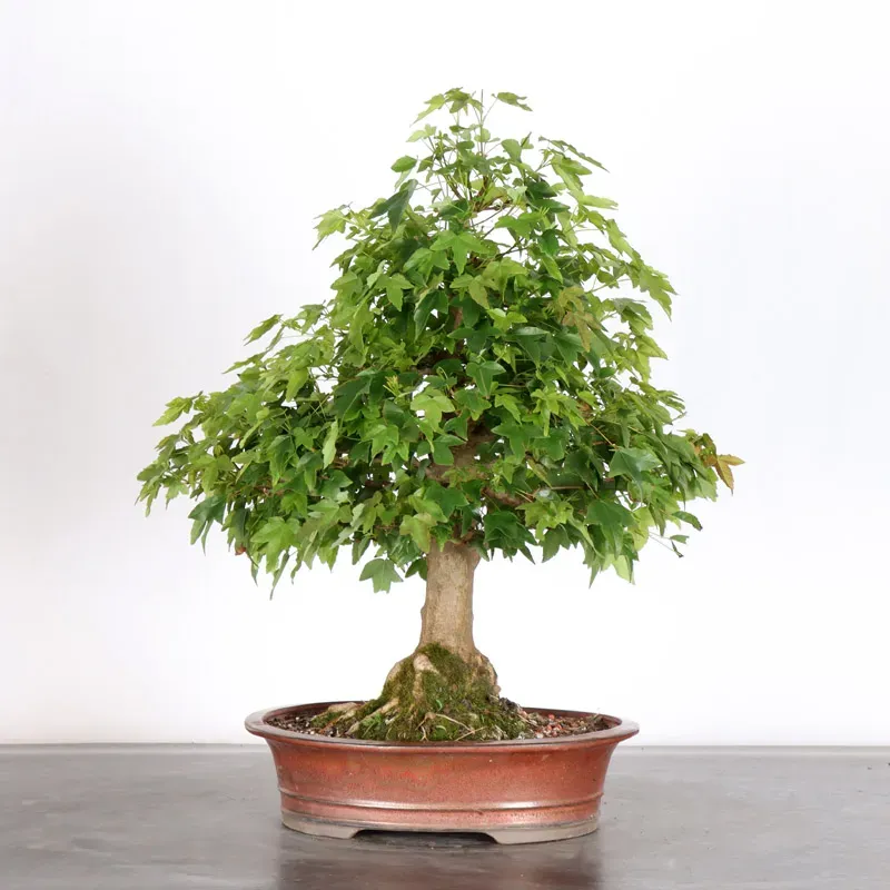 Bonsai Erable Burger AB-2-22
