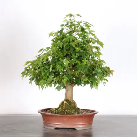 Bonsai Erable Burger AB-2-22