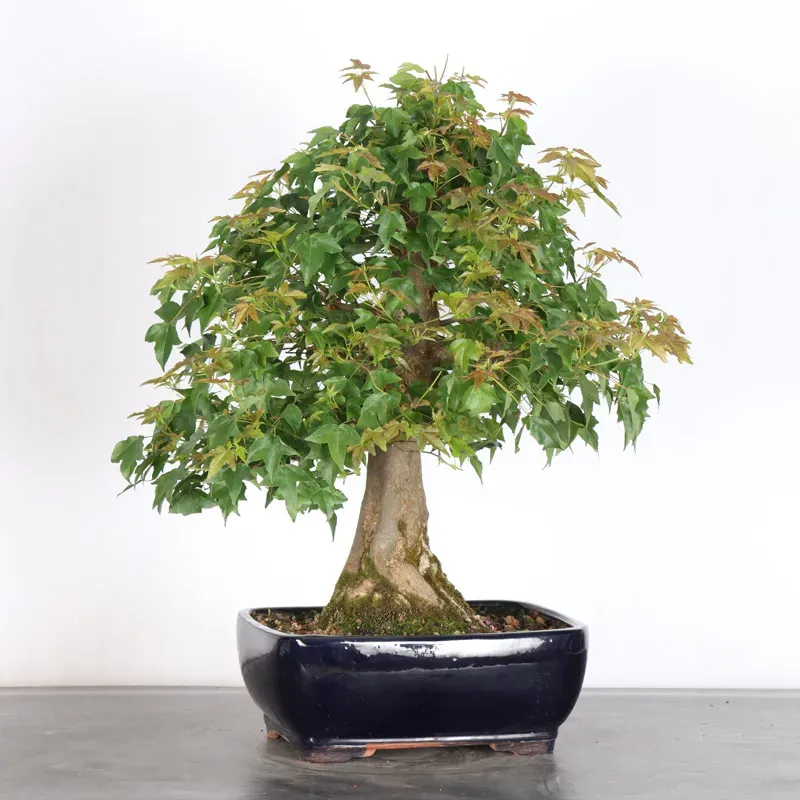image supplémentaire - Érable "ACER BUERGÉRIANUM" 3-1