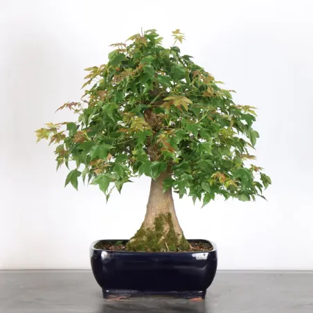 Bonsai Erable Burger AB-3-1