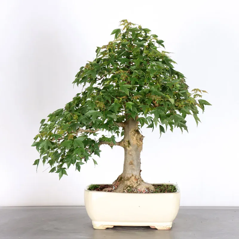 image supplémentaire - Érable "ACER BUERGERIANUM"...