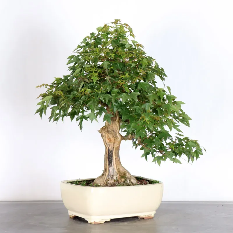 Bonsai Erable Burger AB-3-20